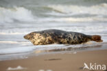 Grijze zeehond