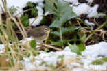 Bruine Boszanger (Phylloscopus fuscatus)