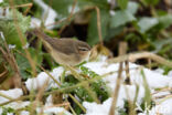 Bruine Boszanger (Phylloscopus fuscatus)