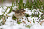 Bruine Boszanger (Phylloscopus fuscatus)