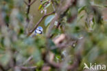 Pimpelmees (Parus caeruleus)