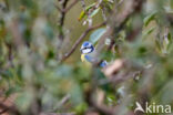 Pimpelmees (Parus caeruleus)