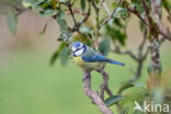 Pimpelmees (Parus caeruleus)