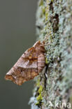 Herculesje (Selenia dentaria)