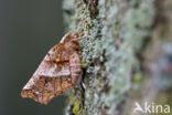 Herculesje (Selenia dentaria)