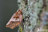 Herculesje (Selenia dentaria)