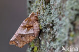 Herculesje (Selenia dentaria)