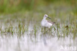 Poelruiter (Tringa stagnatilis)