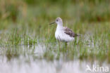 Poelruiter (Tringa stagnatilis)