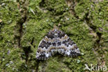 Kleine wortelhoutspanner (Electrophaes corylata)