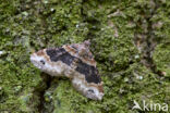 Vierbandspanner (Xanthorhoe ferrugata)