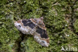 Vierbandspanner (Xanthorhoe ferrugata)