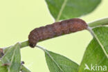 Wilgengouduil (Xanthia togata)