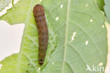 Wilgengouduil (Xanthia togata)