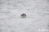 Noordse Pijlstormvogel (Puffinus puffinus)