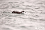 Noordse Pijlstormvogel (Puffinus puffinus)