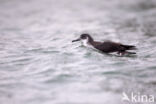 Noordse Pijlstormvogel (Puffinus puffinus)