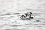 Noordse Pijlstormvogel (Puffinus puffinus)