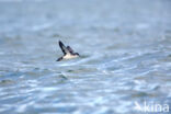 Noordse Pijlstormvogel (Puffinus puffinus)