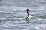 Noordse Pijlstormvogel (Puffinus puffinus)