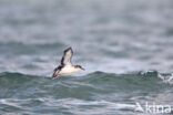 Noordse Pijlstormvogel (Puffinus puffinus)