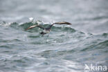 Noordse Pijlstormvogel (Puffinus puffinus)