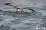 Noordse Pijlstormvogel (Puffinus puffinus)