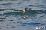 Noordse Pijlstormvogel (Puffinus puffinus)