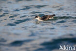 Noordse Pijlstormvogel (Puffinus puffinus)