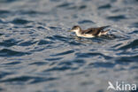 Noordse Pijlstormvogel (Puffinus puffinus)