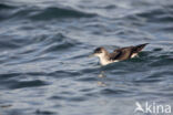 Noordse Pijlstormvogel (Puffinus puffinus)