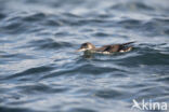 Noordse Pijlstormvogel (Puffinus puffinus)