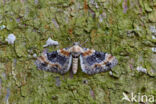 Vlasbekdwergspanner (Eupithecia linariata)