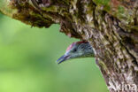 Groene Specht (Picus viridis)