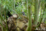 Groene Specht (Picus viridis)