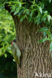 Groene Specht (Picus viridis)