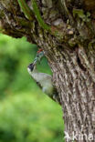 Groene Specht (Picus viridis)