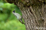 Groene Specht (Picus viridis)