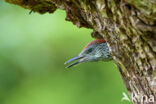 Groene Specht (Picus viridis)