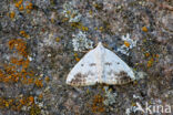 Witte schaduwspanner (Lomographa temerata)