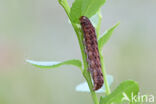 grote bosbesuil (Eurois occulta)