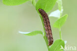 grote bosbesuil (Eurois occulta)