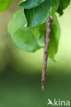 Vliervlinder (Ourapteryx sambucaria)