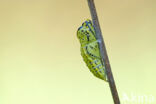 Groot geaderd witje (Aporia crataegi)