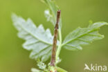 Zomervlinder (Geometra papilionaria)