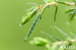 Jeneverbesdwergspanner (Eupithecia pusillata)