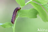 grote bosbesuil (Eurois occulta)