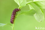 grote bosbesuil (Eurois occulta)