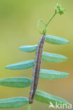 Wikke-uil (Lygephila pastinum)