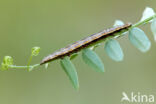 Wikke-uil (Lygephila pastinum)